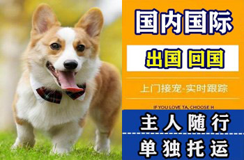 南平市宠物托运公司南平市宠物托运公司南平市宠物托运公司