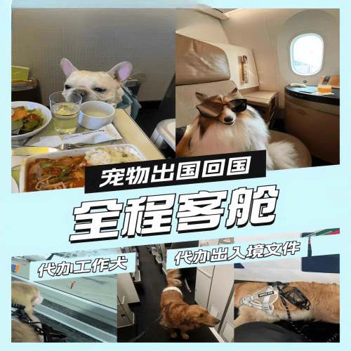 南平市宠物托运到白俄罗斯宠物入境规定和要求